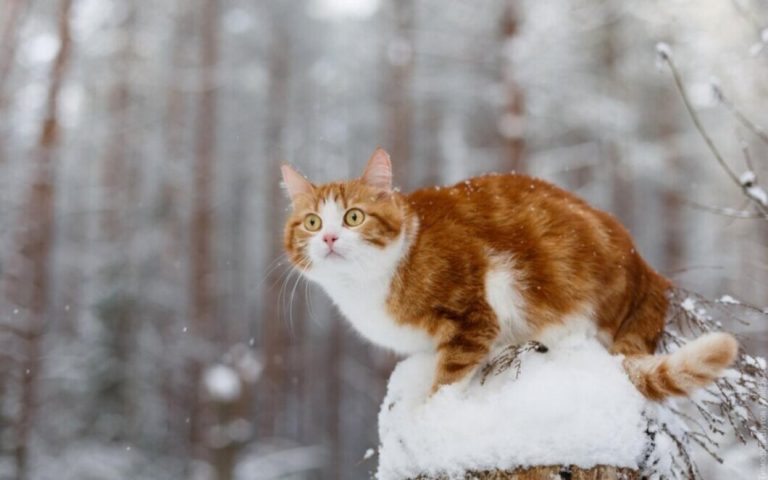 Якою буде погода у Франківську та області 13 лютого 10 image 1 5 1060x662 1 1060x662 1