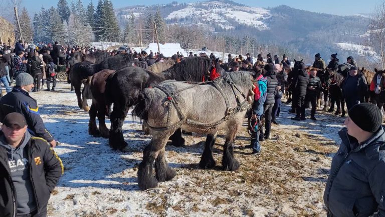Сотні коней та фірманів: на Косівщині відбувся благодійний фестиваль (ВІДЕО) 6 Сотні коней та фірманів: на Косівщині відбувся благодійний фестиваль (ВІДЕО)