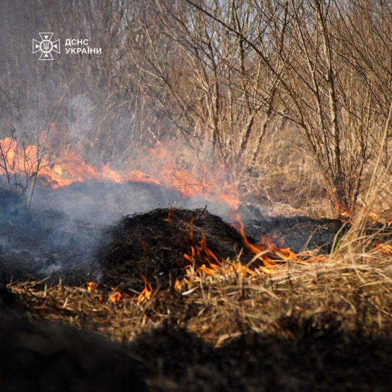 На Львівщині через палія сухої трави постраждали пенсіонерка та їжак (ФОТО) 11 На Львівщині через палія сухої трави постраждали пенсіонерка та їжак (ФОТО)