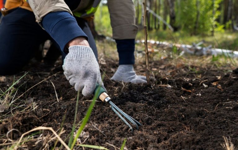 reforestation done by voluntary group 23 2149500860 df2532a9fbe19e9b41a8e71c8507c2c2 1300x820