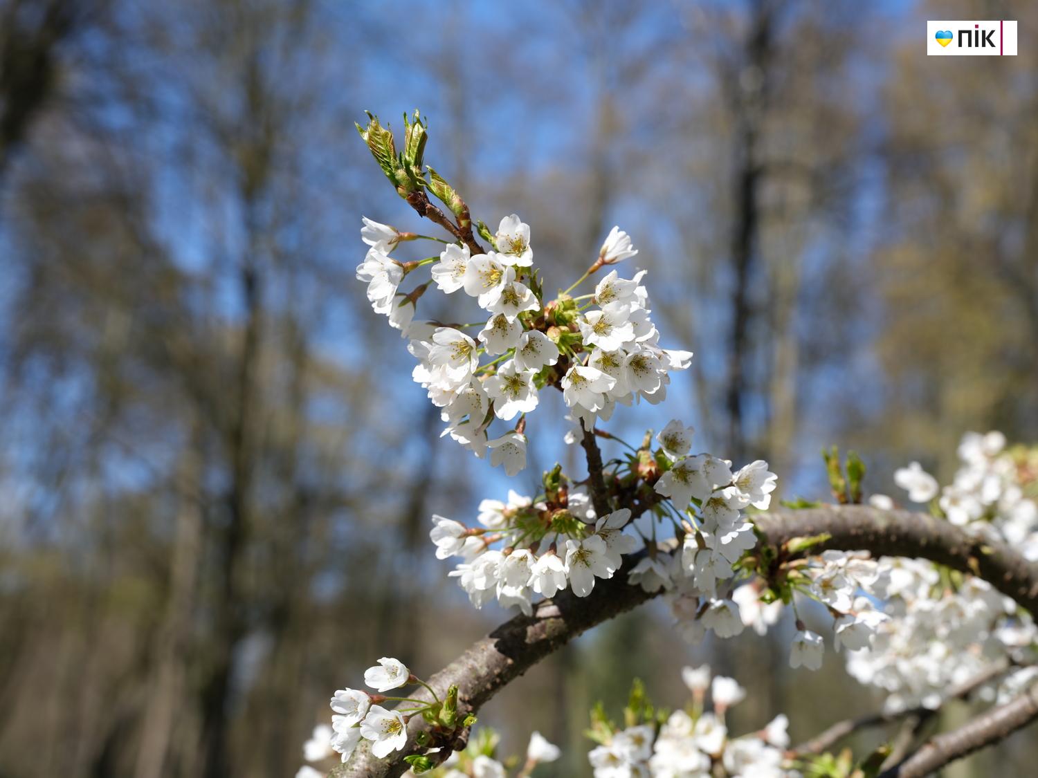 Люди Прикарпаття: весняна краса в Івано-Франківську (ФОТО) 9 DSCF1210 resize