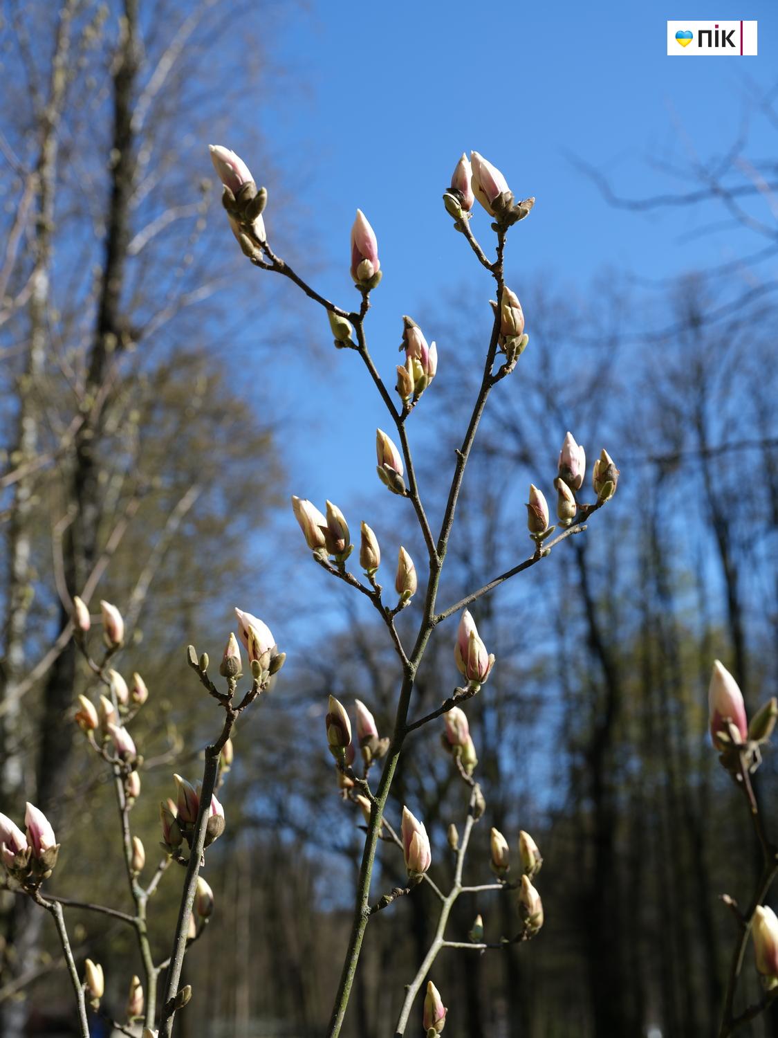 Люди Прикарпаття: весняна краса в Івано-Франківську (ФОТО) 10 DSCF1218 resize
