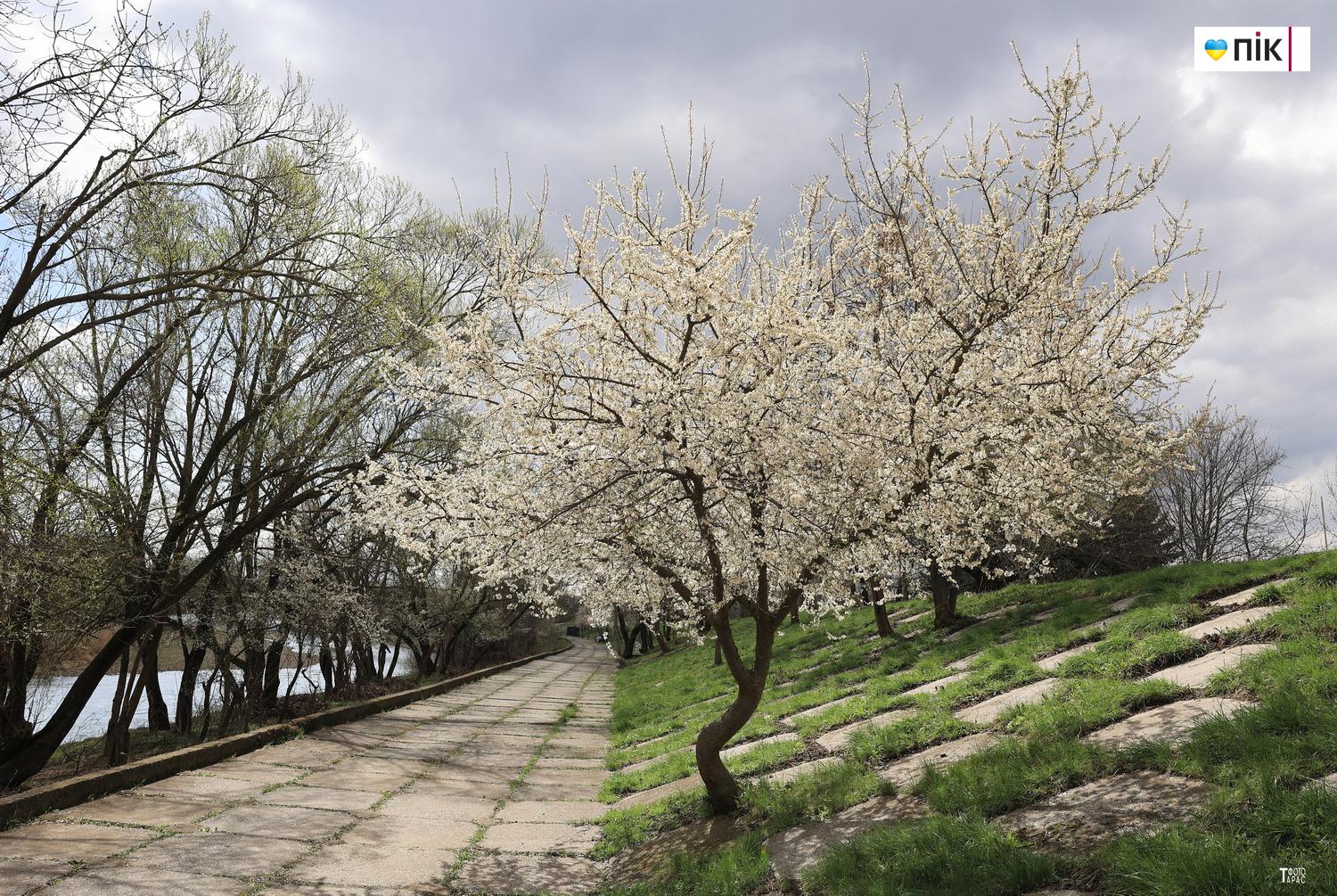 Люди Прикарпаття: весняна краса в Івано-Франківську (ФОТО) 25 IMG 9722 kopiya resize