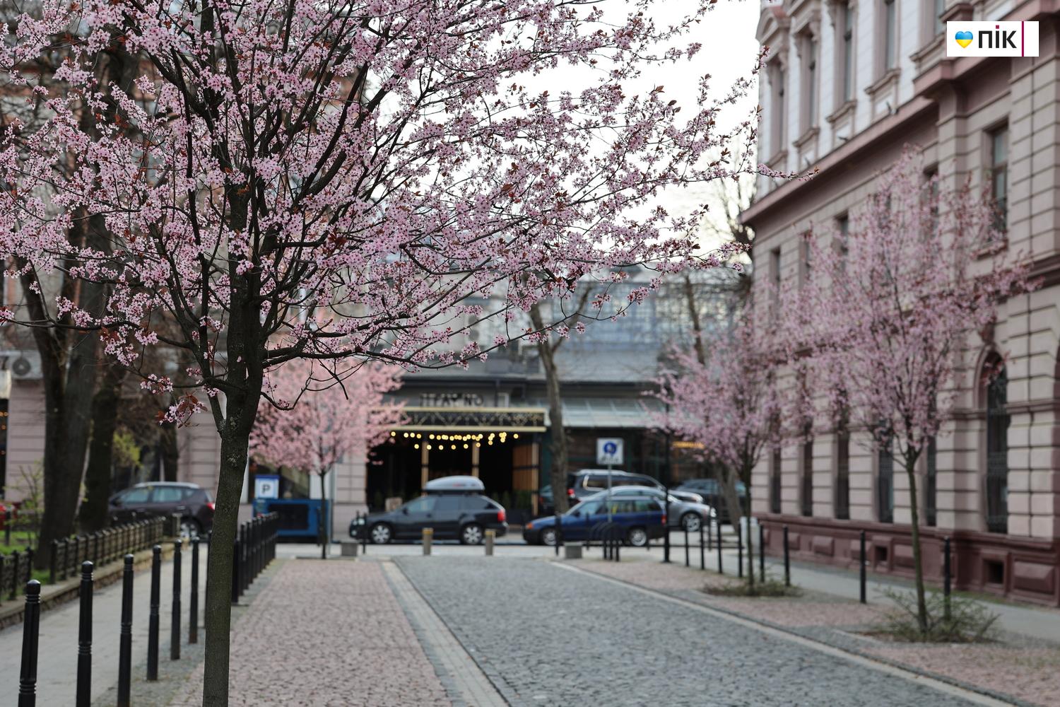 Люди Прикарпаття: весняна краса в Івано-Франківську (ФОТО) 30 IMG 9764 resize