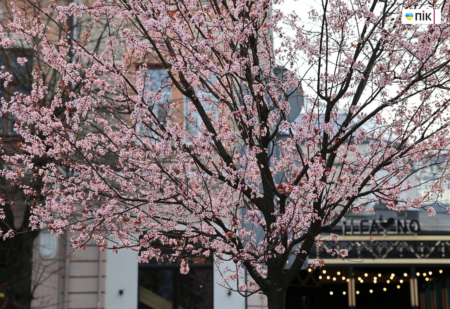 Люди Прикарпаття: весняна краса в Івано-Франківську (ФОТО) 31 IMG 9771 resize