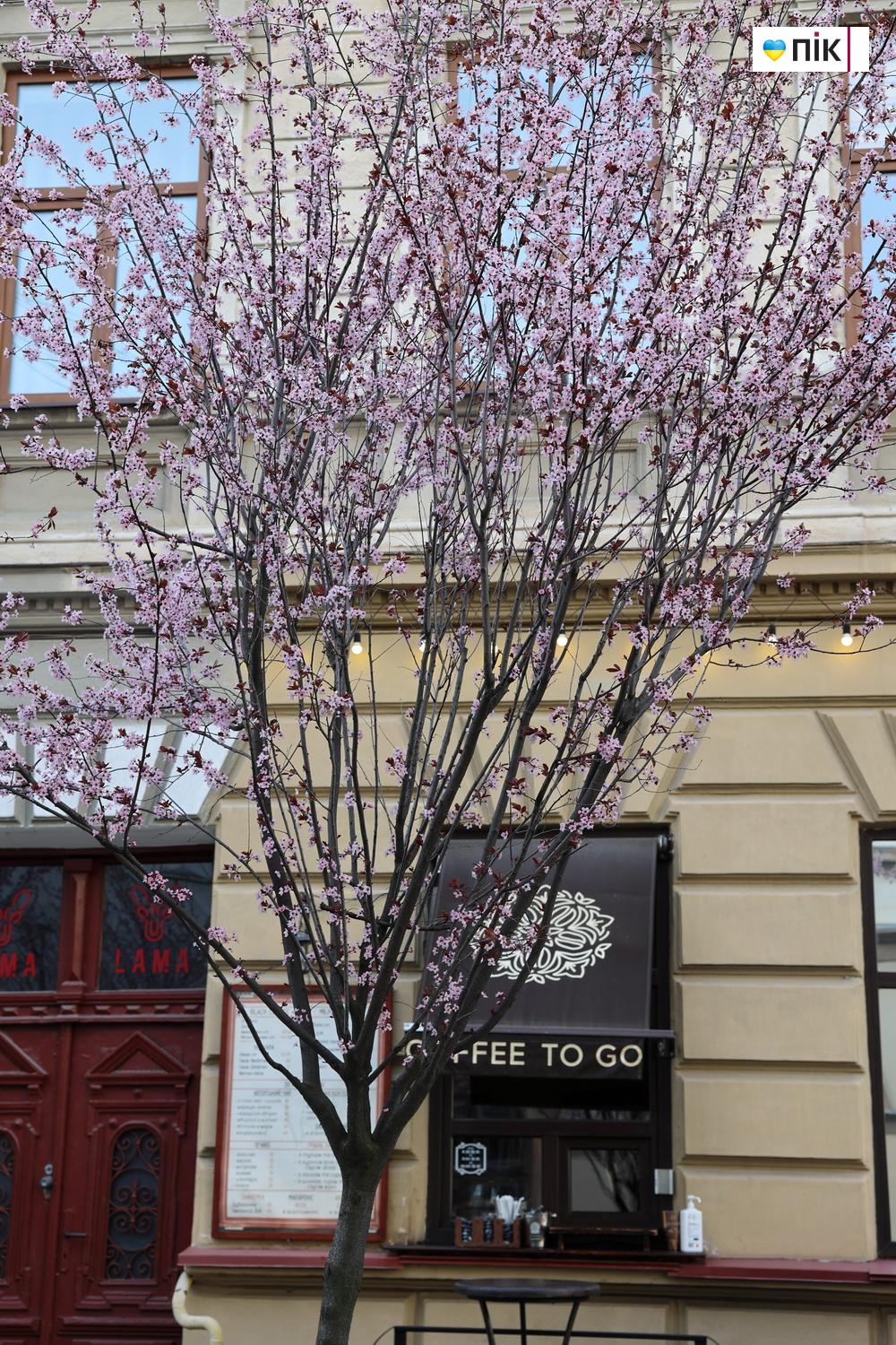 Люди Прикарпаття: весняна краса в Івано-Франківську (ФОТО) 33 IMG 9791 resize