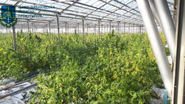 Масштабна наркоплантація на Косівщині: засудили злочинну групу 9 15 1