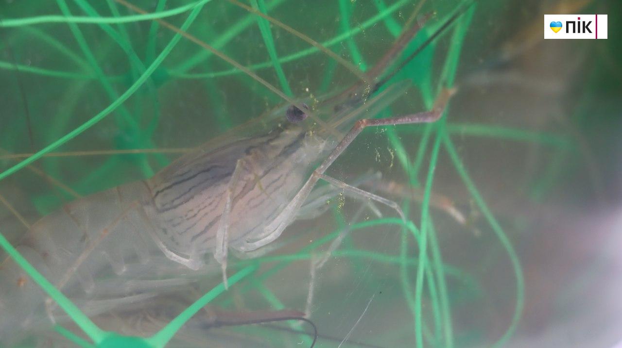 В Ужгороді відбувся форум про ветеранський бізнес: говорили про виклики, підтримку та досвід 16 IMG 20250627 121343 727