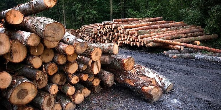 Експосадовець ДСНС Франківщини організував незаконну порубку дерев на 7 мільйонів
