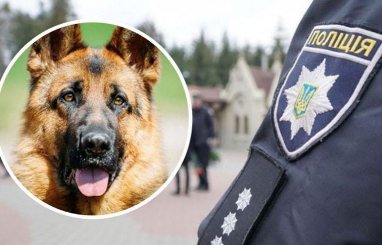 У Калуші стався конфлікт між двома чоловіками: загинула собака
