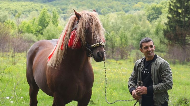 У Заболотівській громаді вирощують коней-ваговозів (ВІДЕО)