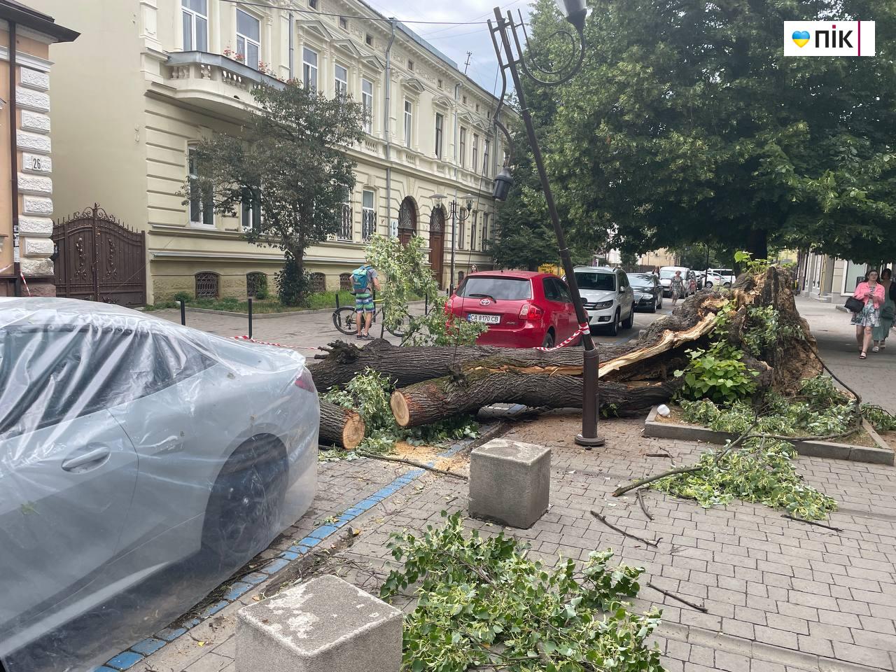Наслідки негоди: у центрі Франківська впало дерево (ФОТО, ВІДЕО) 2 photo 2025 07 09 11 53 06