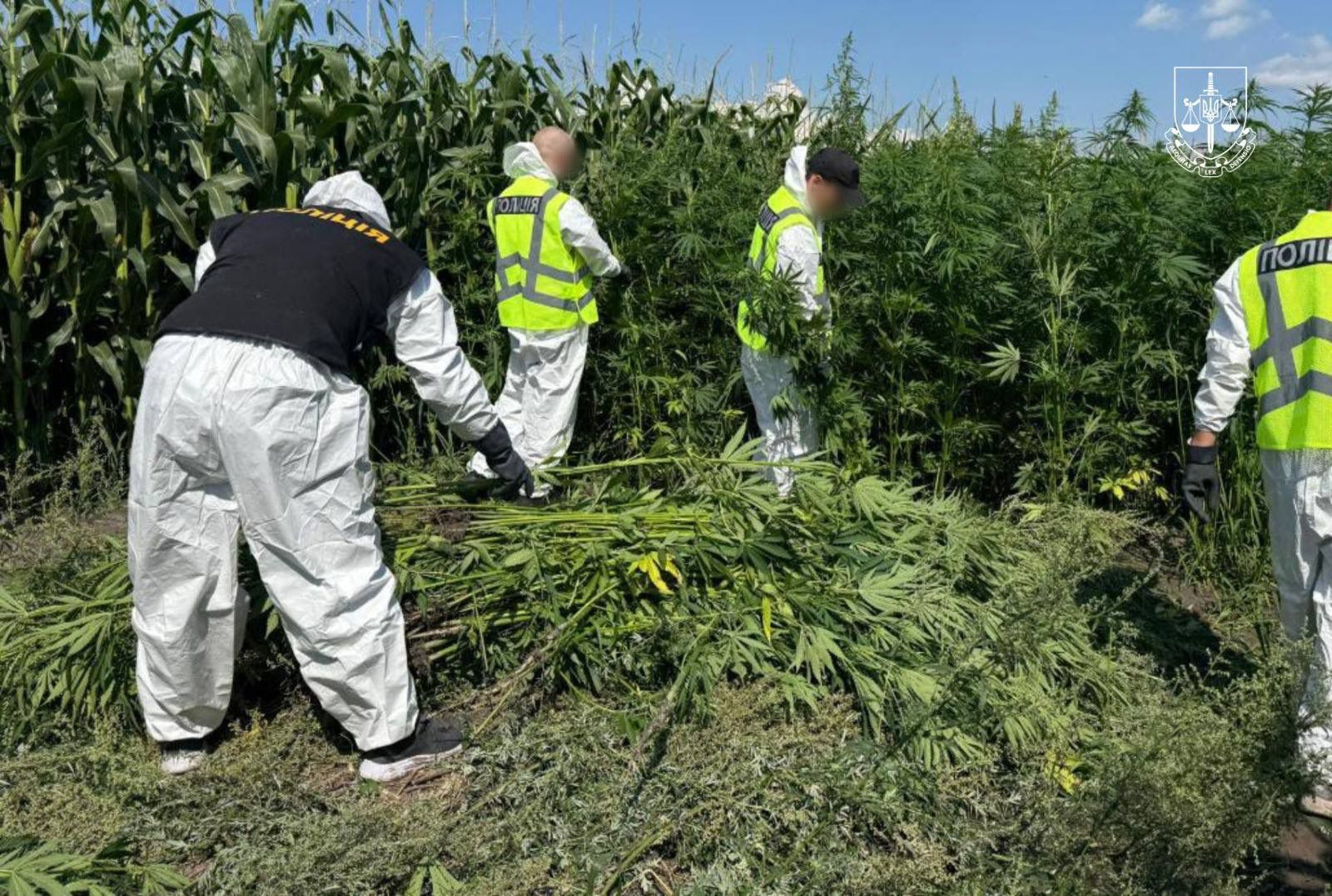 Наркотиків на 200 млн: у 20 регіонах України знищили тисячі кущів коноплі та маку (ФОТО) 2 528760556 1214256854070479 479621607362742713 n