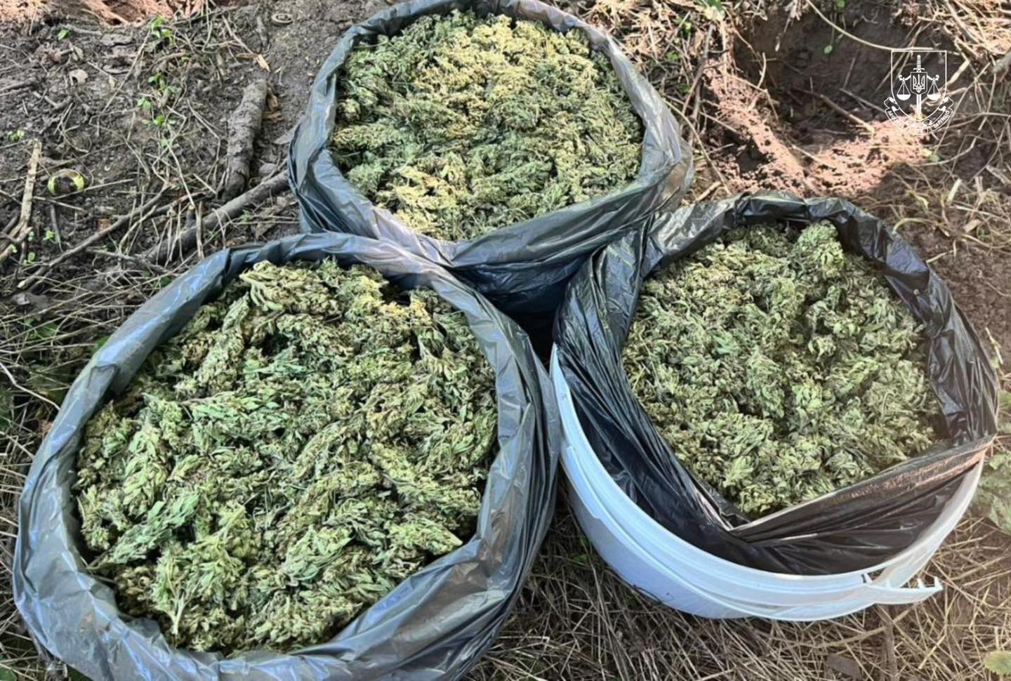 Наркотиків на 200 млн: у 20 регіонах України знищили тисячі кущів коноплі та маку (ФОТО) 4 529729311 1214251377404360 2783067213213752920 n