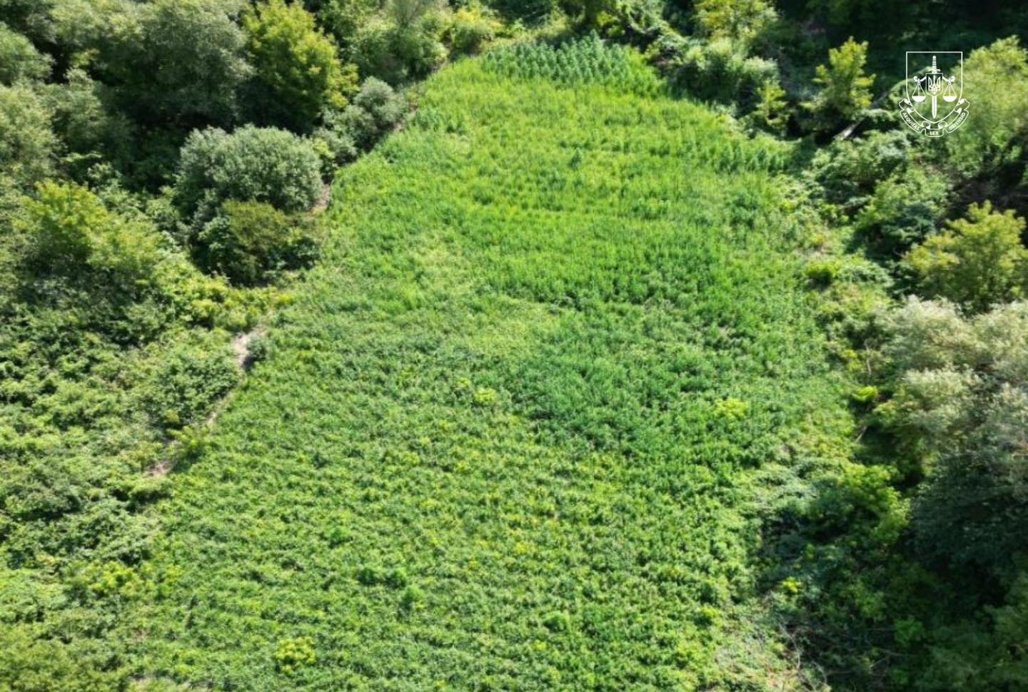 Наркотиків на 200 млн: у 20 регіонах України знищили тисячі кущів коноплі та маку (ФОТО) 3 530258924 1214251574071007 9035000682207490095 n