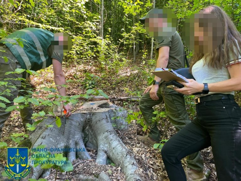 На Косівщині незаконно вирубали понад 120 дерев різних порід на 16 млн грн 11 63 1
