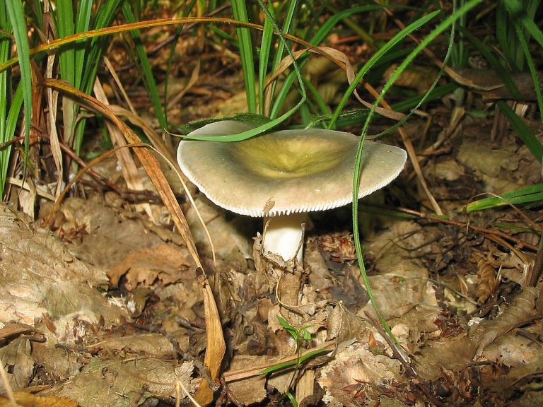 Їли голубінки: на Прикарпатті сім'я отруїлася грибами 10 Fungi 037