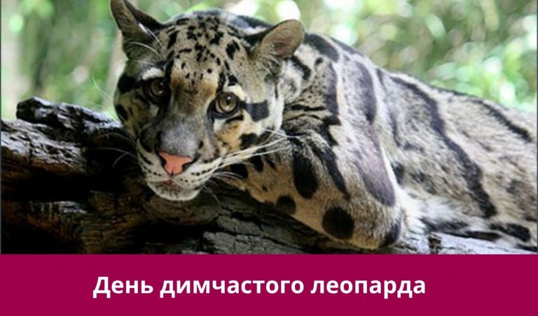 Четверте серпня 2025 року: яке сьогодні свято,події, іменини 12 Четверте серпня 2025 року: яке сьогодні свято,події, іменини