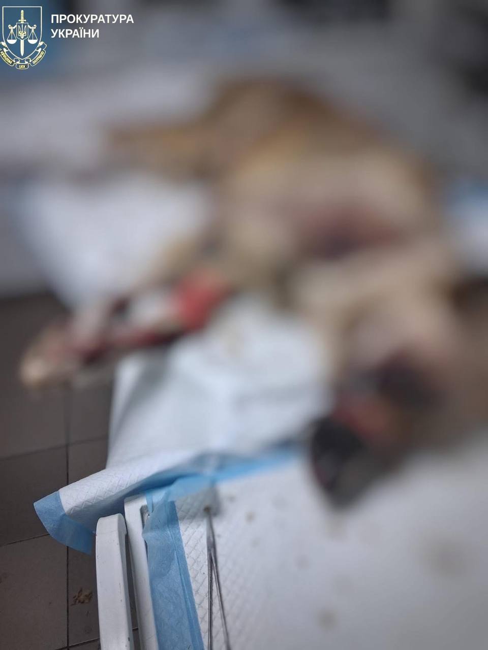 Суд обрав запобіжний захід прикарпатцю, який тягнув собаку автомобілем 2 564082877 847508890956393 7420304498876819015 n