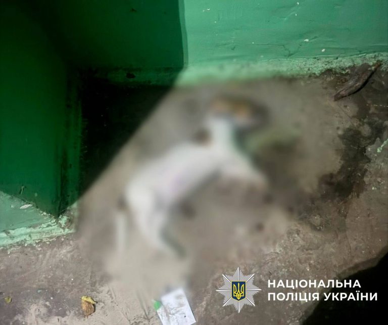 У Києві жінка викинула собаку подруги із вікна п'ятого поверху: тварина загинула (ФОТО) 5 568302717 1260596126101551 8303318957801301456 n