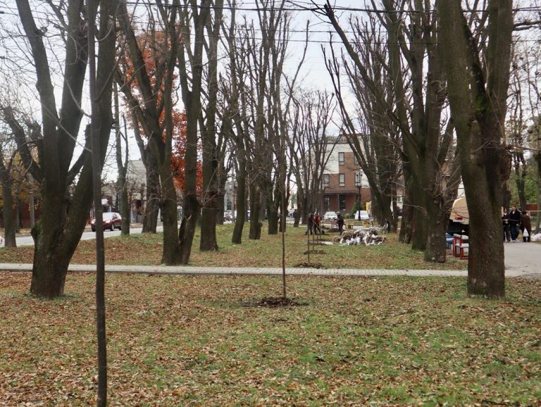 Акації, платани та катальпи: у Коломиї висадять понад 100 дерев (ФОТО) 9 571246020 1541943937935314 1502807857569159758 n