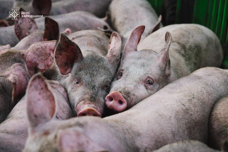 Близько 13 тисяч свиней загинули через російську атаку на Харківщині 12 IMG 20251003 101149 850