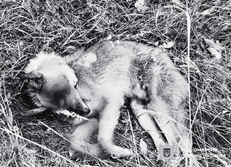 Помер собака, якого прикарпатець волочив за автівкою (Доповнено) 11 IMG 20251016 135127