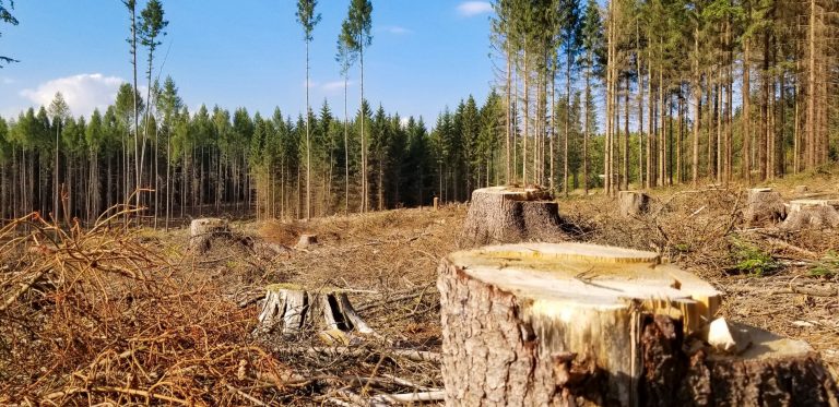 Майстер лісу на Косівщині допустив вирубку дерев на 15 млн грн 3 MbZrQ1w9PKvsp1DcEo3DCA