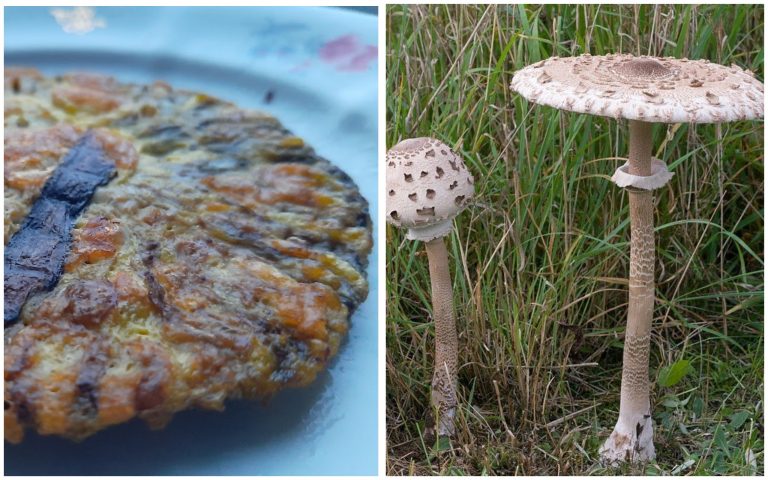 Перевірені рецепти на вихідні: жовтнева пара – парасолька й дощовик (ФОТО) 10 MyCollages 1 1