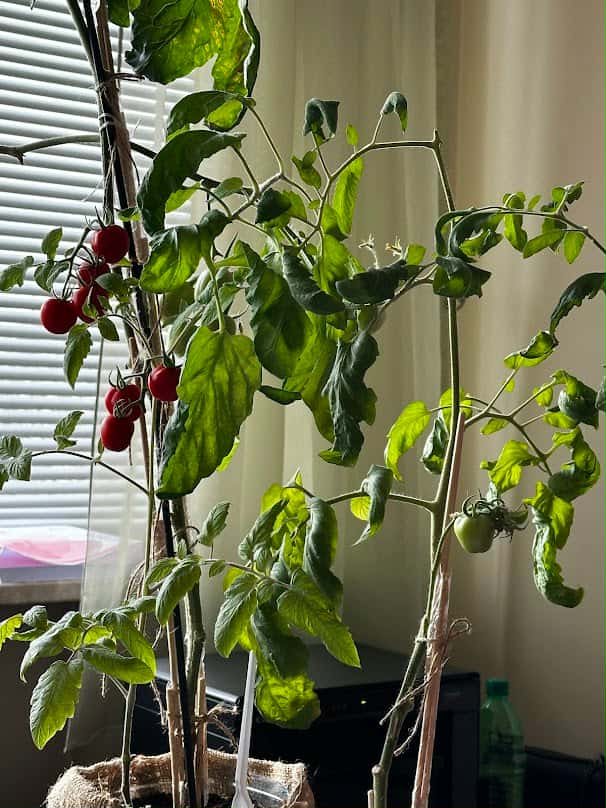 1fd1a602 0c4f 471c bb68 50fdc776b7ea