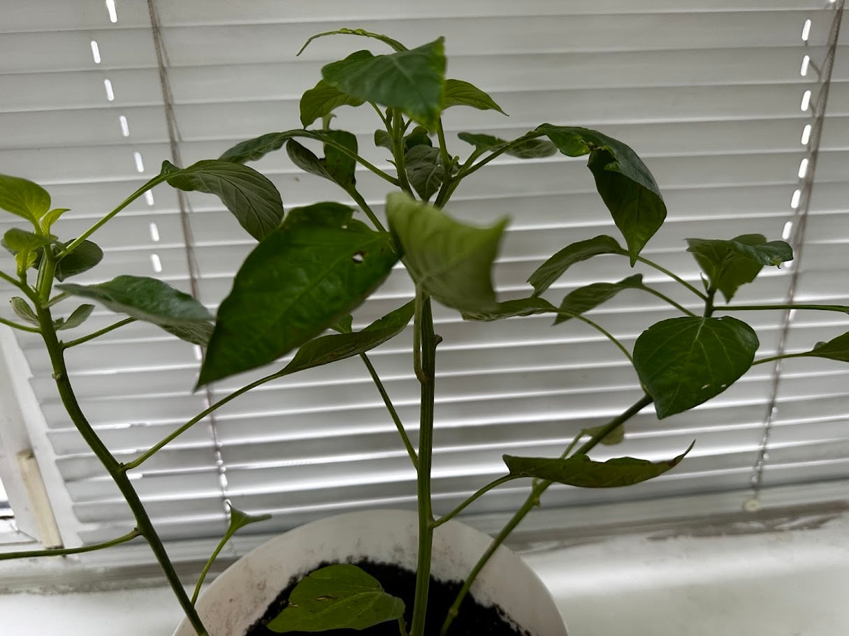 9da549a8 cfb0 40ff a04e dd18a6b4b34a