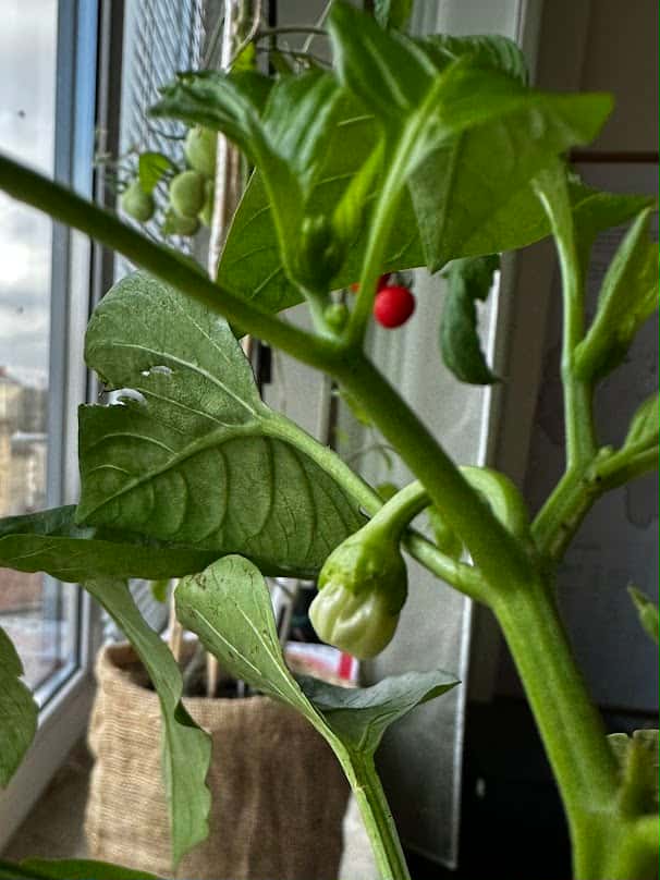 abe72b74 1a08 49e5 9753 1eac203e2172