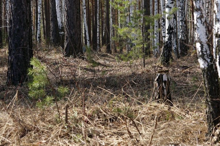 У лісі біля Рожнятова знайшли тіло мобілізованого, який втік зі служби 4 У лісі на Калущині знайшли тіло чоловіка