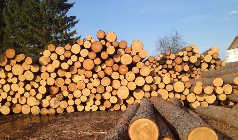 Біля "Буковелю" незаконно вивели з держвласності 6 га лісу: збитки - понад 20 млн грн 8 lis kruglyak1 1
