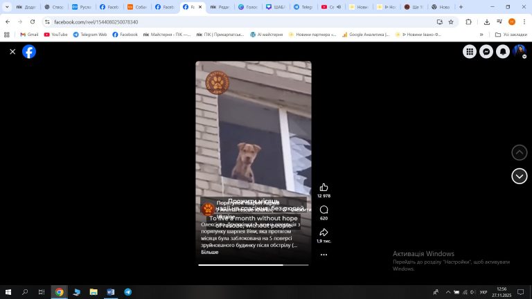 На Донеччині собака місяць провів на п’ятому поверсі зруйнованого будинку (ВІДЕО) 6 photo 5280847953738272472 w