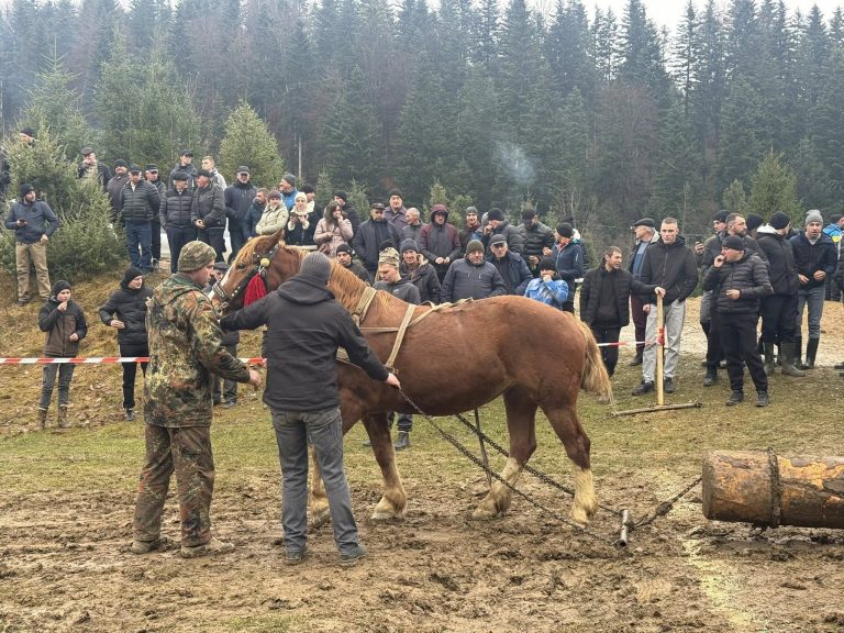 На Надвірнянщині відбувся фестиваль-змагання "Сила коней Карпатського краю" (ФОТО) 6 592145218 2910607525995349 40099845655835760 n 1