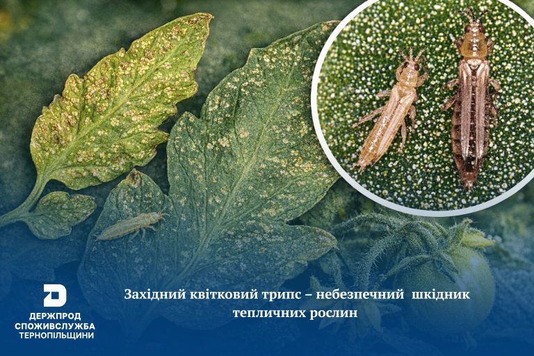 Пильність обов'язкова: жителів Тернопільщини попередили про небезпечного шкідника теплиць