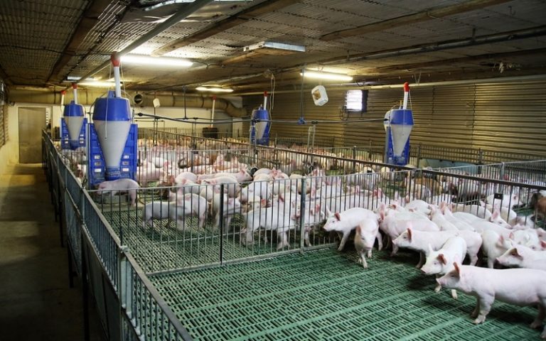 Як автоматичні поїлки та годівниці впливають на продуктивність свиноферми 12 3 2