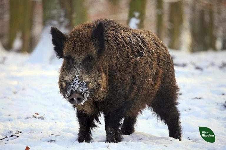 На Прикарпатті виявили африканську чуму: вірус підтвердили у диких кабанів 7 471190367 568928696100725 1476491915609236728 n