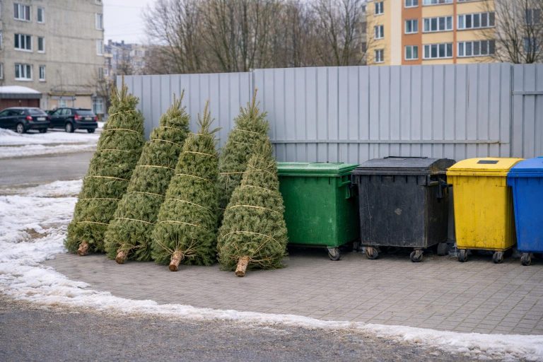 Куди у Франківську подіти новорічну ялинку? 11 613996753 1459604789500245 5630478508993366989 n