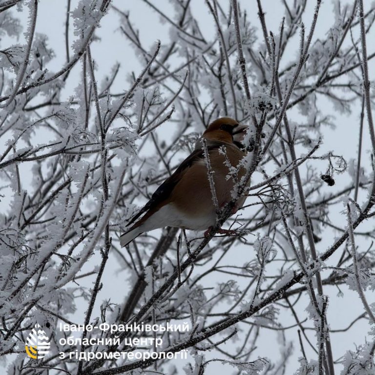 На Франківщині спостерігали кристалічну паморозь (ФОТО) 6 619125472 884523770742462 7110536299147239777 n