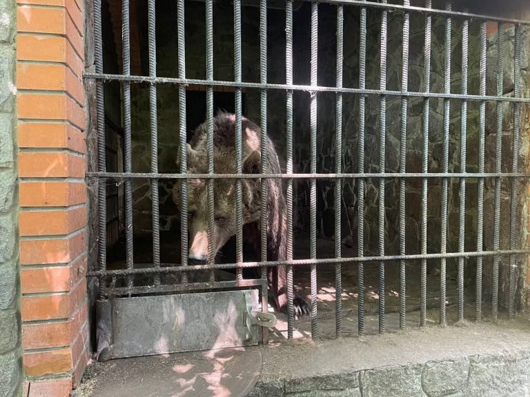 На Київщині в неволі утримують двох ведмедиць 11 FB IMG 1769340803423