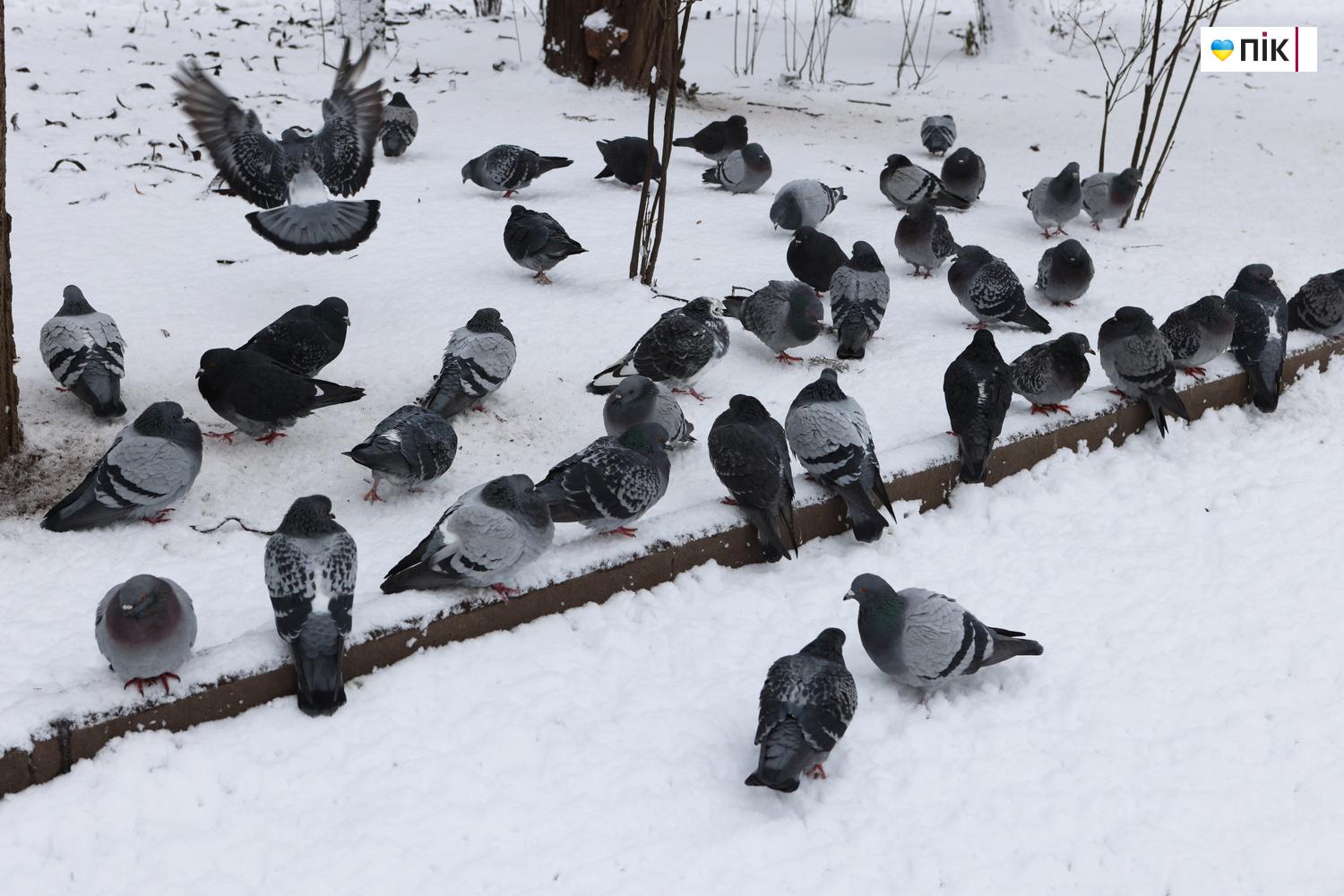 Люди Прикарпаття: зимові дитячі забави у Франківську (ФОТО) 7 G71A3732 resize