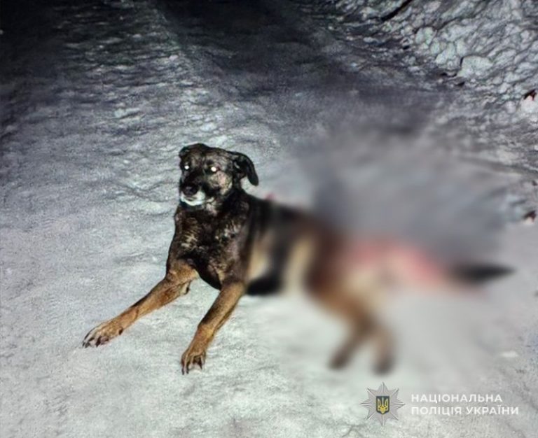 На Львівщині невідомий застрелив собаку, його розшукує поліція (ФОТО) 7 627365079 1329281159243652 8845689992592607926 n