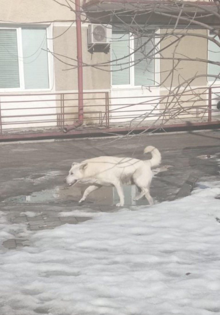 У Надвірній невідома собака покусала більше десяти людей (ФОТО) 1 У Надвірній невідома собака покусала більше десяти людей (ФОТО)