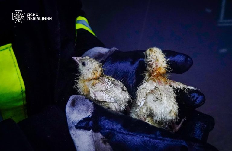 На Львівщині на пожежі врятували понад 23 тисячі курчат (ФОТО) 9 На Львівщині на пожежі врятували понад 23 тисячі курчат (ФОТО)