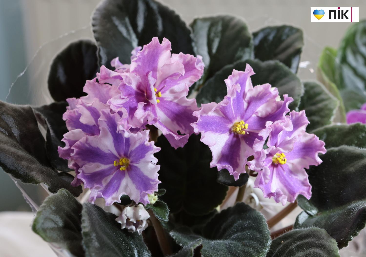 Краса посеред зими: у Франківську відкрилася виставка фіалок та кактусів (ФОТО) 7 G71A9139 resize