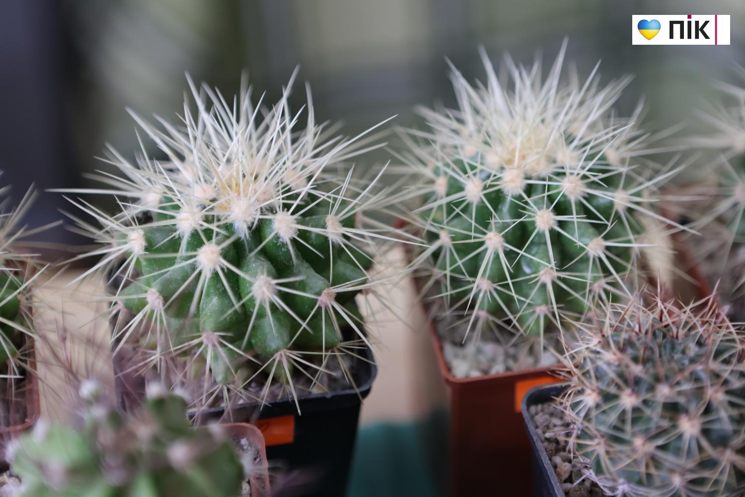 Краса посеред зими: у Франківську відкрилася виставка фіалок та кактусів (ФОТО) 16 G71A9163 resize