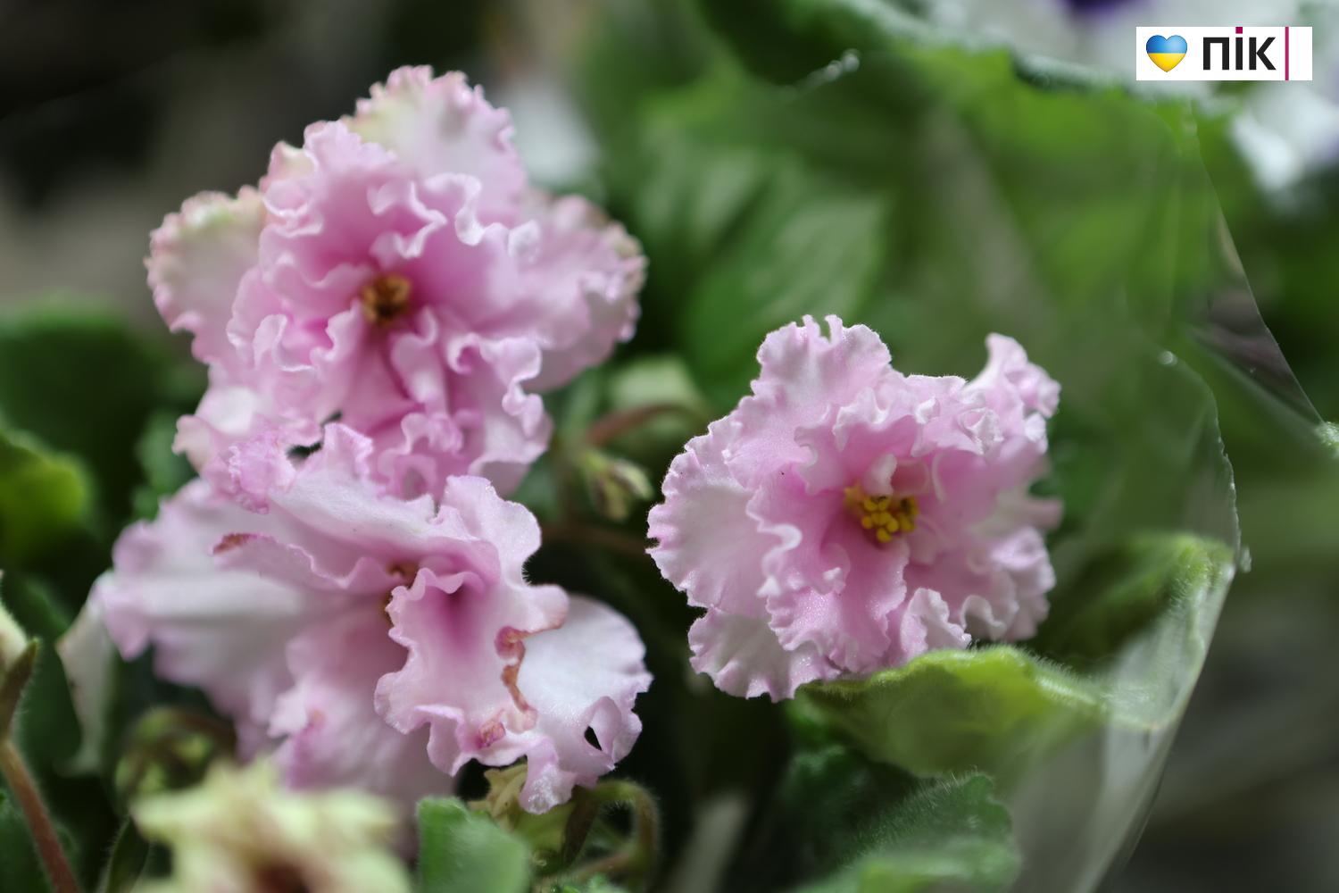 Краса посеред зими: у Франківську відкрилася виставка фіалок та кактусів (ФОТО) 8 G71A9166 resize