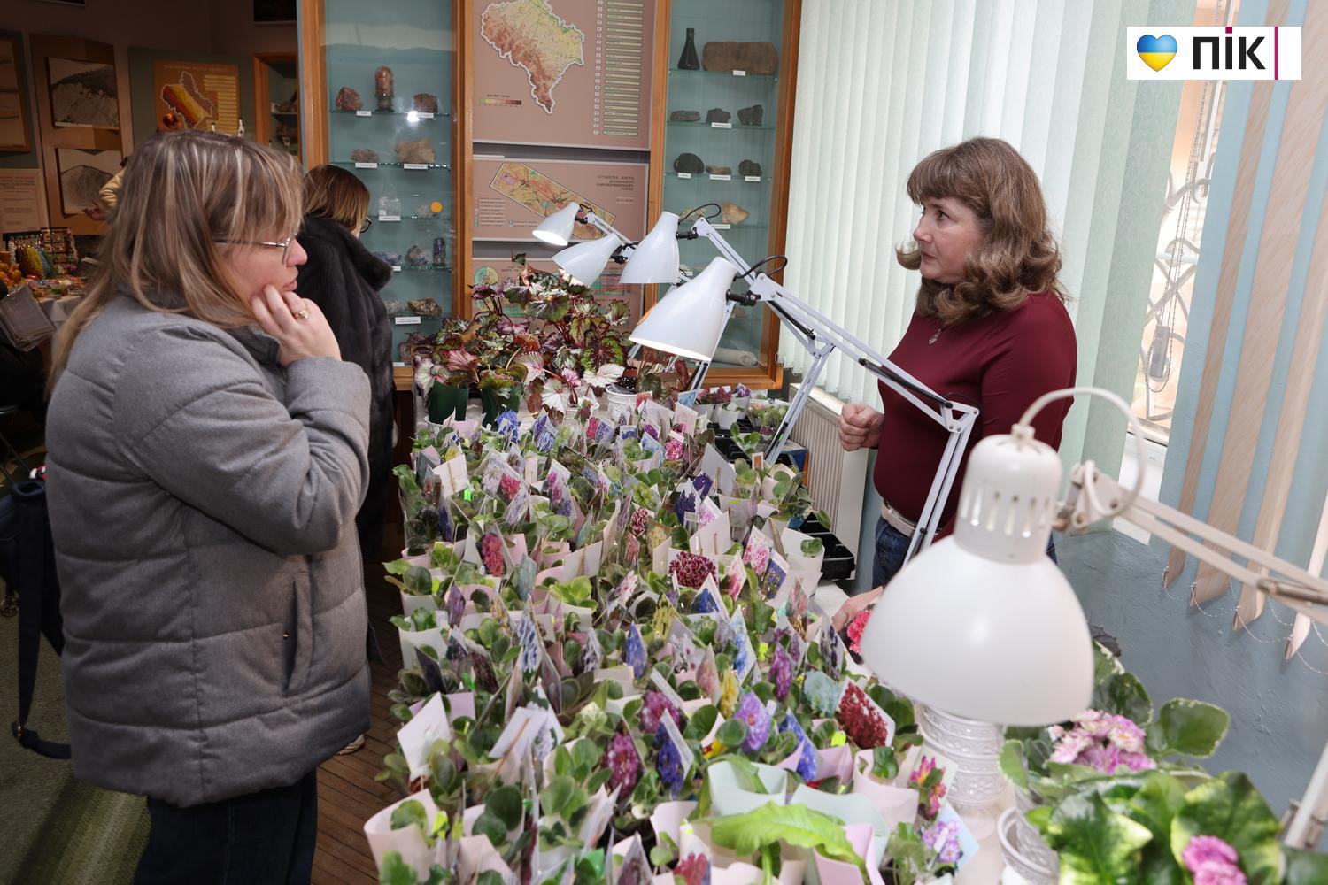 Краса посеред зими: у Франківську відкрилася виставка фіалок та кактусів (ФОТО) 2 G71A9235 resize